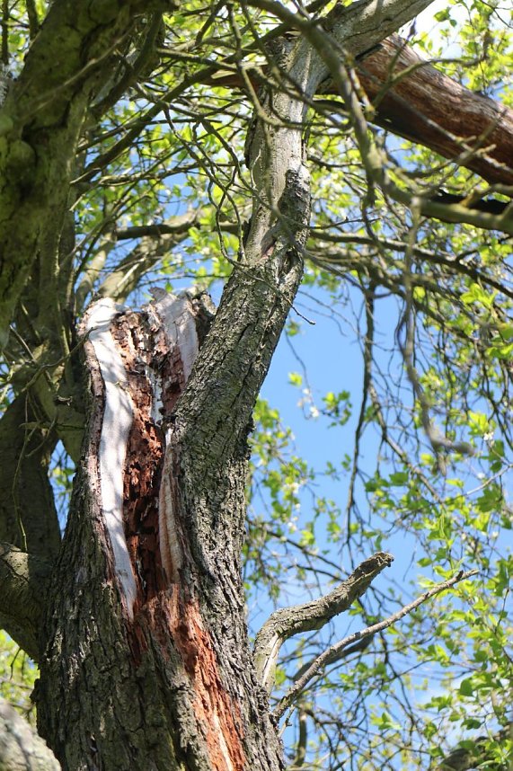 nnz-Sonntagsspaziergang zwischen Himmelgarten und Leimbach