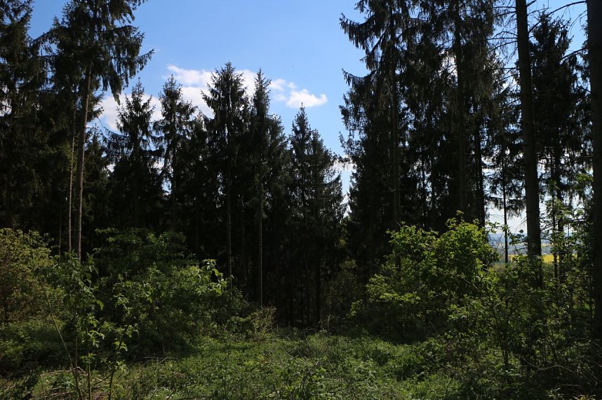 nnz-Sonntagsspaziergang zwischen Himmelgarten und Leimbach