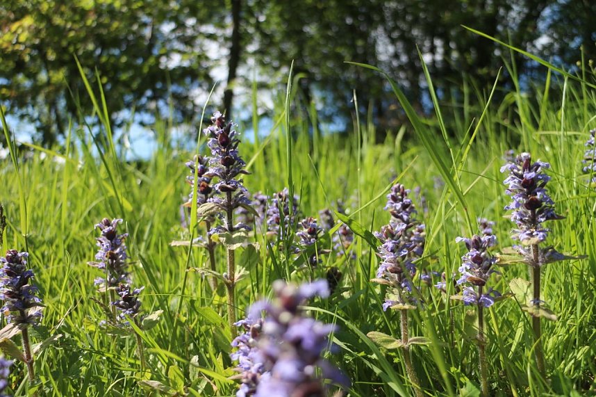 nnz-Sonntagsspaziergang zwischen Himmelgarten und Leimbach