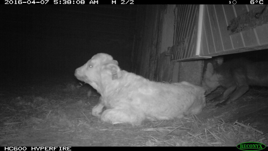 Bilder einer &Uuml;berwachungskamera