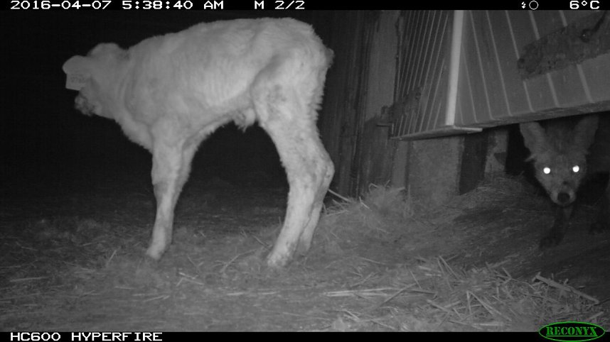 Bilder einer &Uuml;berwachungskamera