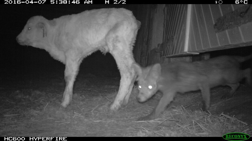 Bilder einer &Uuml;berwachungskamera