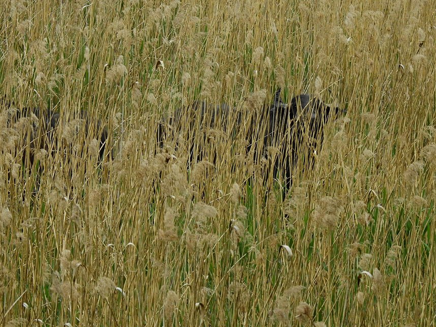 Wasserb&uuml;ffel in der Windl&uuml;cke