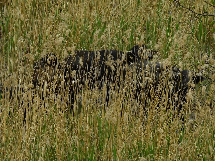 Wasserb&uuml;ffel in der Windl&uuml;cke