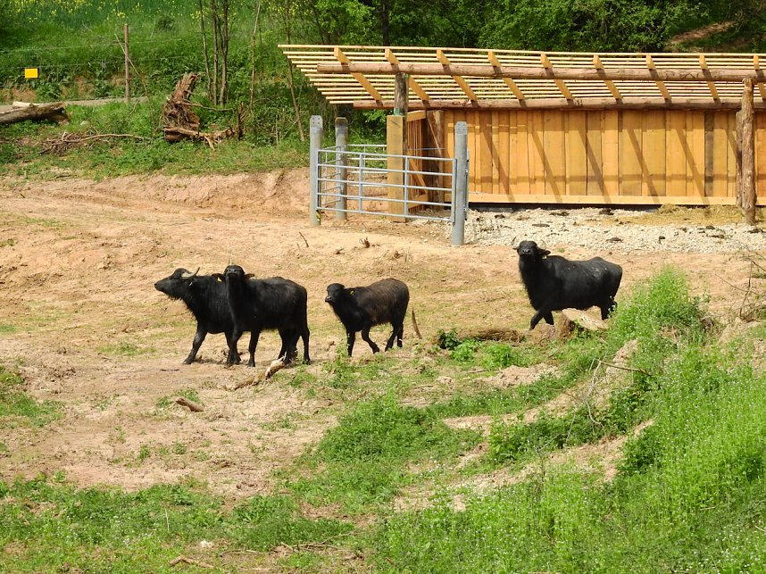 Wasserb&uuml;ffel in der Windl&uuml;cke