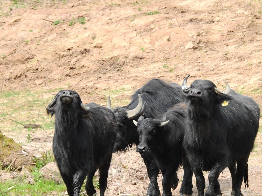 Wasserb&uuml;ffel in der Windl&uuml;cke