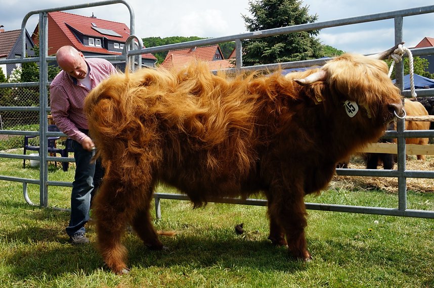 4. Th&uuml;ringer Jungtierschau in Neustadt