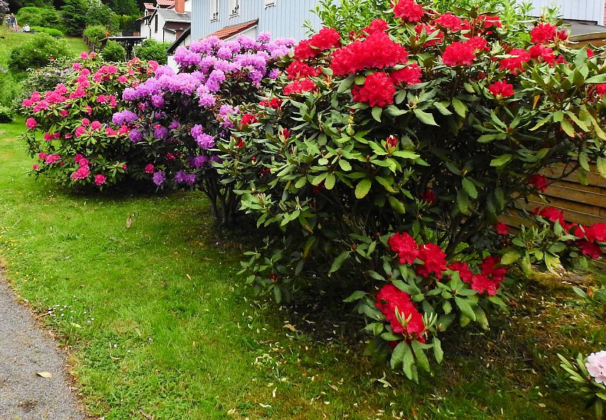 21. Rhododendronfest in S&uuml;lzhayn