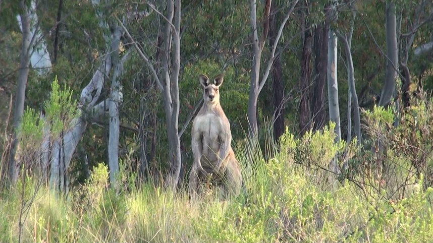 Grausame Jagd auf K&auml;ngurus