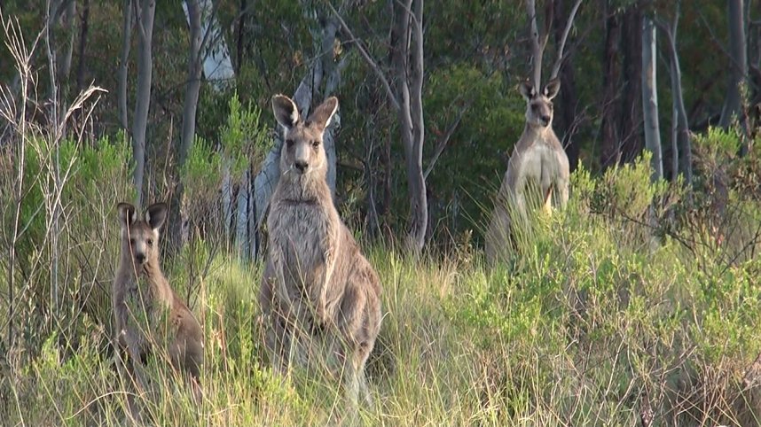 Grausame Jagd auf K&auml;ngurus