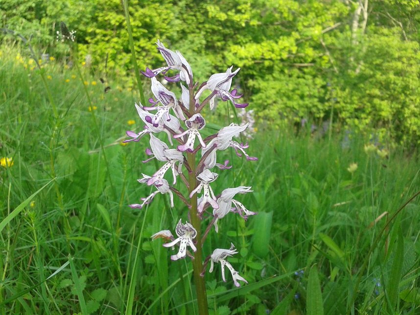 Mit Freischneider und Harke