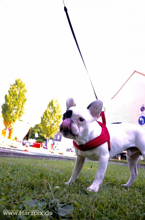 WBG Fest in Bleicherode