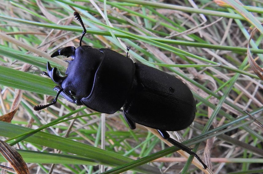 Hirschk&auml;fer entdeckt