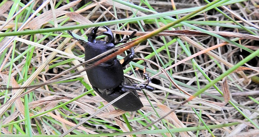 Hirschk&auml;fer entdeckt