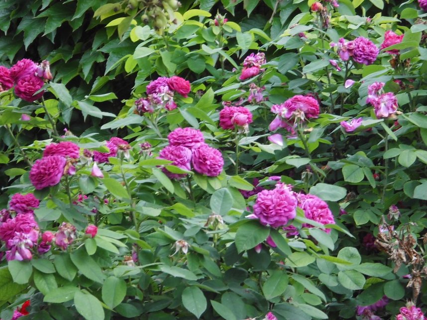 Besuch im Rosengarten in Bad Langensalza