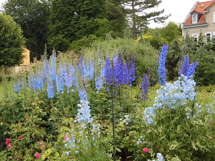 Besuch im Rosengarten in Bad Langensalza