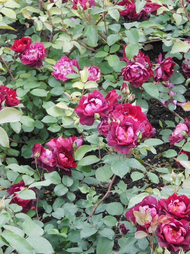Besuch im Rosengarten in Bad Langensalza