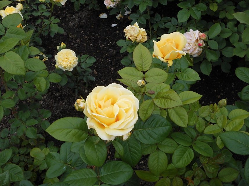 Besuch im Rosengarten in Bad Langensalza
