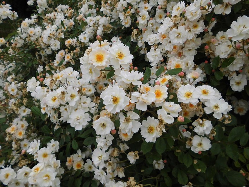 Besuch im Rosengarten in Bad Langensalza