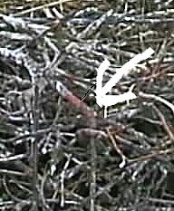 Verletzter Storch ist eingefangen