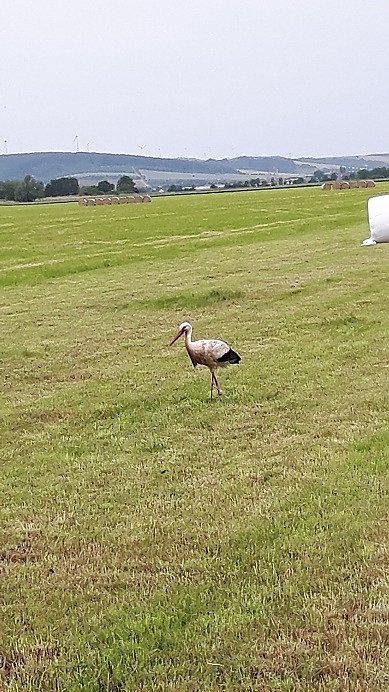 Verletzter Storch ist eingefangen
