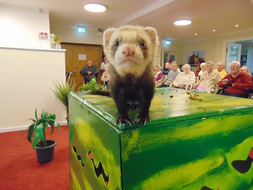 Tierisch, tierisch im Sonnenhof