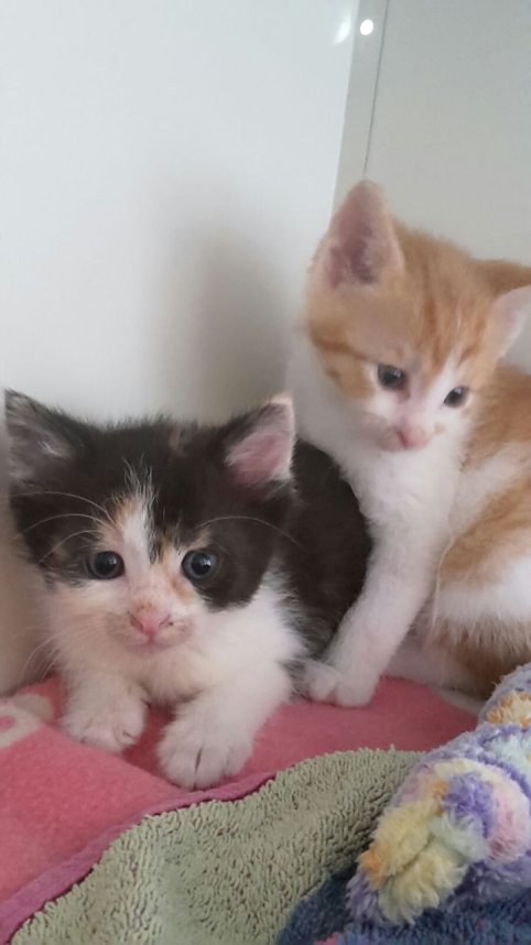 20 K&auml;tzchen warten im Nordh&auml;user Katzenhaus auf ein neues zu Hause