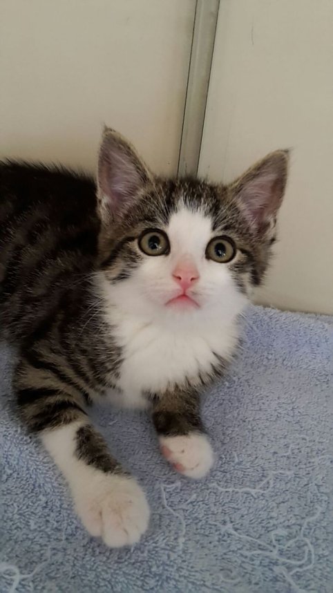 20 K&auml;tzchen warten im Nordh&auml;user Katzenhaus auf ein neues zu Hause