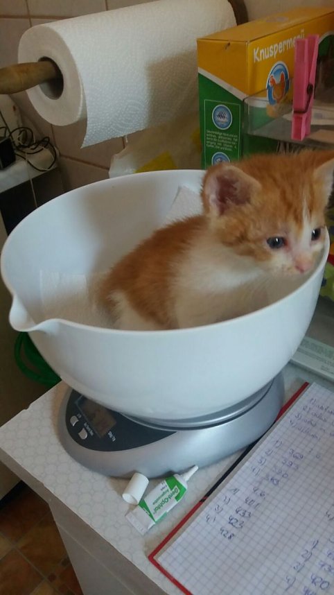 20 K&auml;tzchen warten im Nordh&auml;user Katzenhaus auf ein neues zu Hause