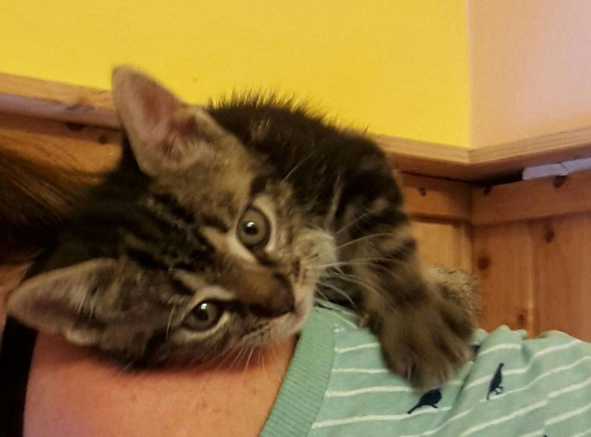 20 K&auml;tzchen warten im Nordh&auml;user Katzenhaus auf ein neues zu Hause