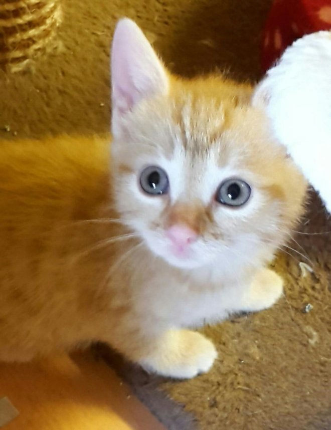 20 K&auml;tzchen warten im Nordh&auml;user Katzenhaus auf ein neues zu Hause