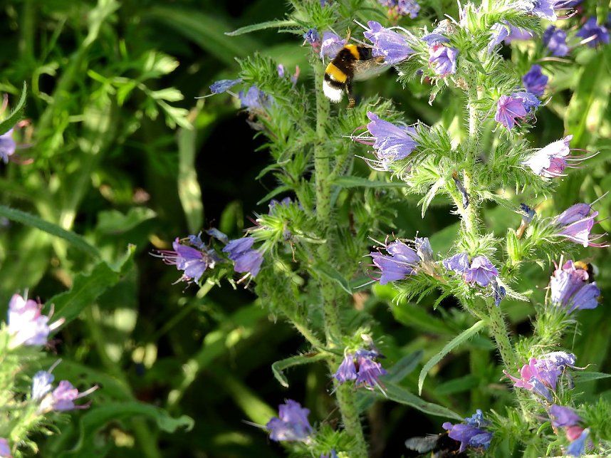 Farbenpracht an den Bielener Kiesgew&auml;ssern
