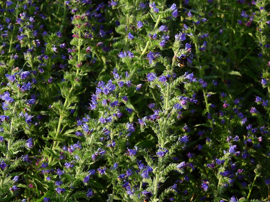 Farbenpracht an den Bielener Kiesgew&auml;ssern