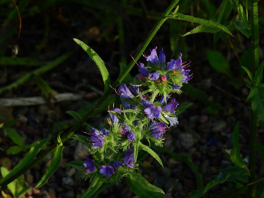 Farbenpracht an den Bielener Kiesgew&auml;ssern