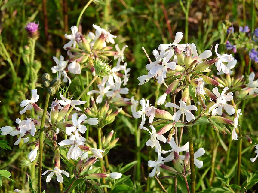 Farbenpracht an den Bielener Kiesgew&auml;ssern