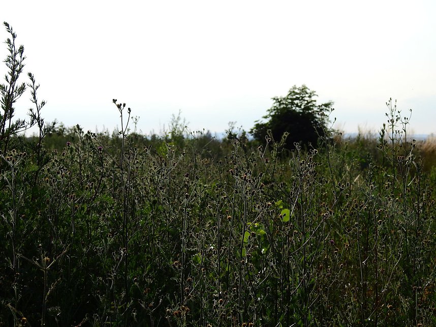 Farbenpracht an den Bielener Kiesgew&auml;ssern