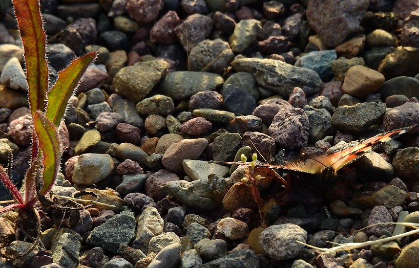 Farbenpracht an den Bielener Kiesgew&auml;ssern