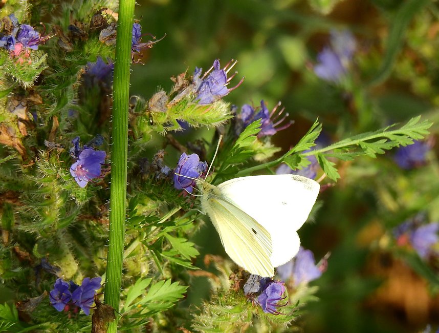Farbenpracht an den Bielener Kiesgew&auml;ssern