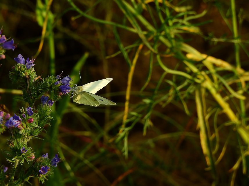 Farbenpracht an den Bielener Kiesgew&auml;ssern