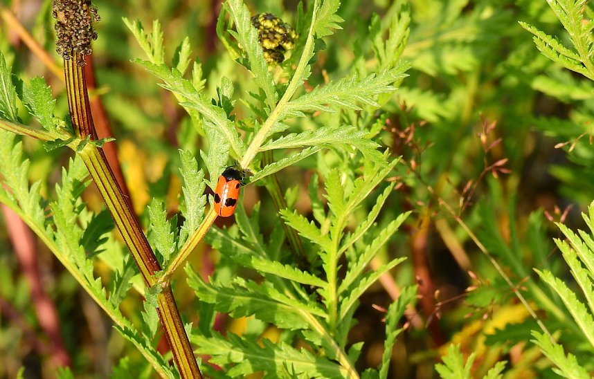 Farbenpracht an den Bielener Kiesgew&auml;ssern