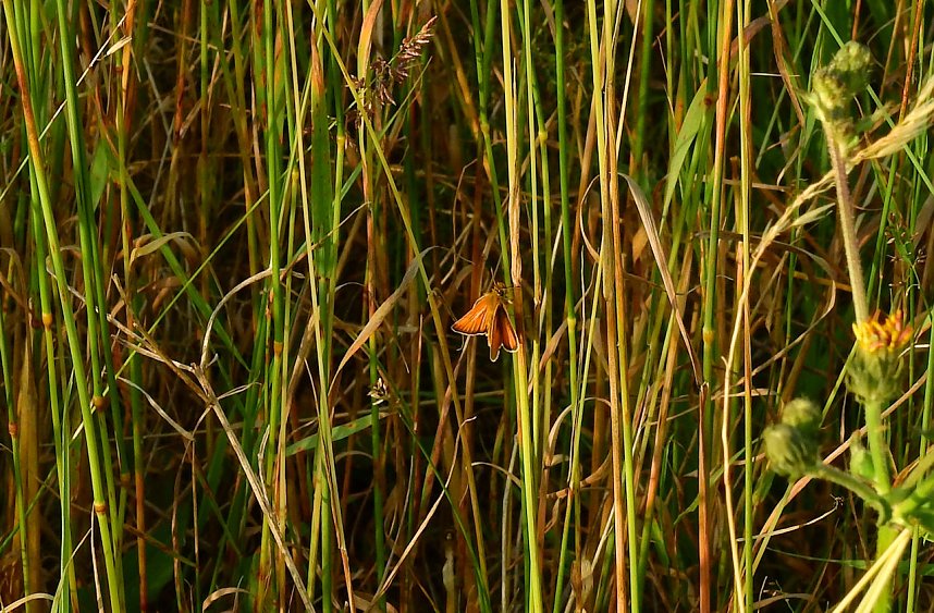 Farbenpracht an den Bielener Kiesgew&auml;ssern