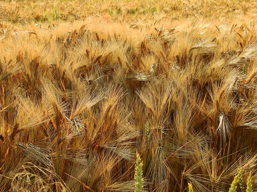 Farbenpracht an den Bielener Kiesgew&auml;ssern
