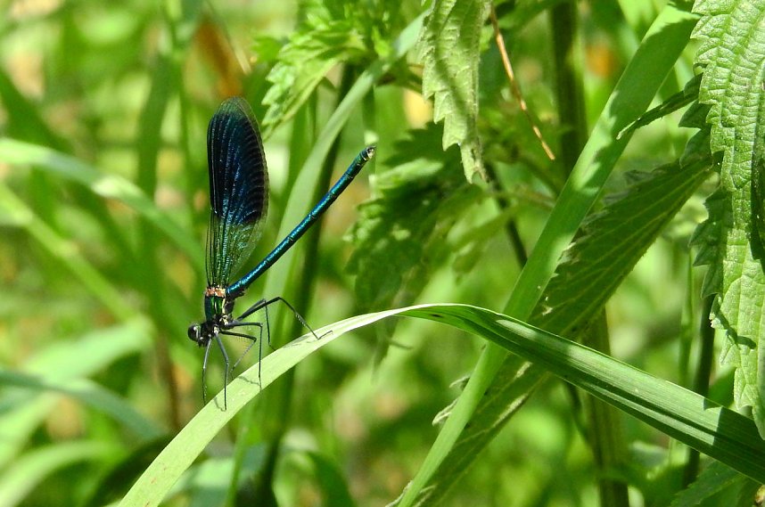 Peter Blei unterwegs - diesmal in der freien Natur