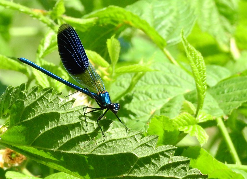 Peter Blei unterwegs - diesmal in der freien Natur