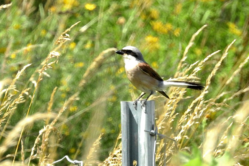 Peter Blei unterwegs - diesmal in der freien Natur