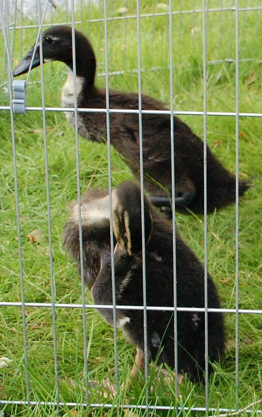 Sommerfest in Sundhausen