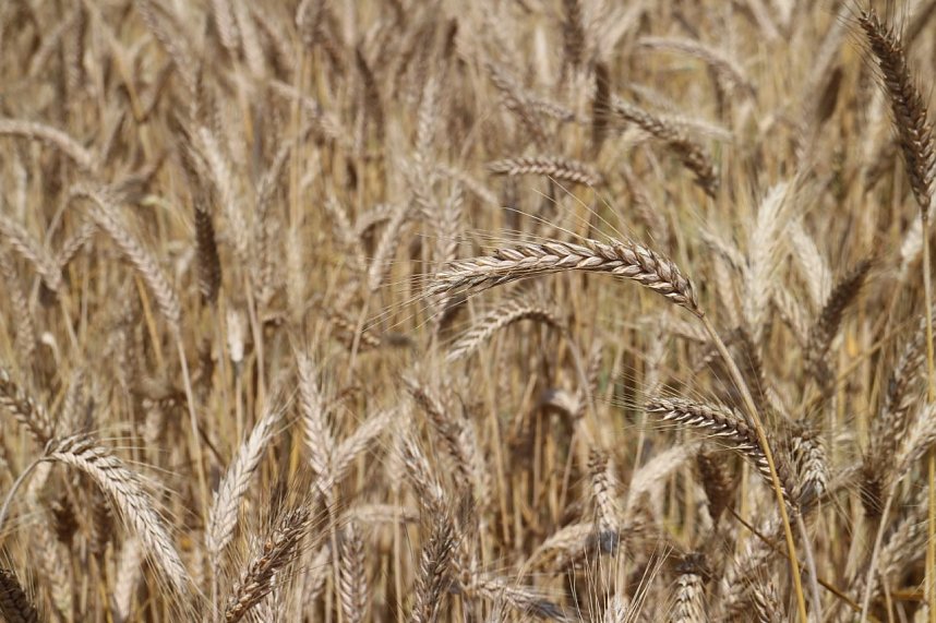 Sommer in R&uuml;digsdorf