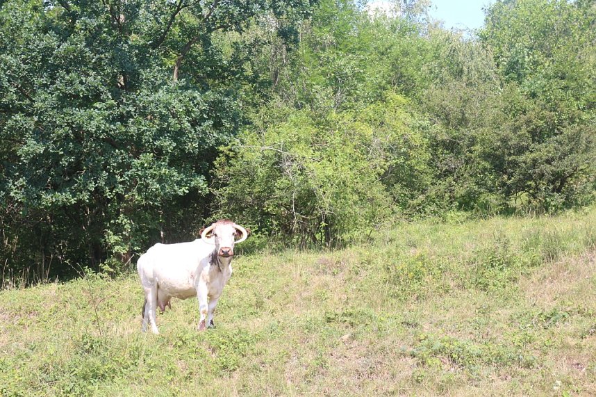 Sommer in R&uuml;digsdorf