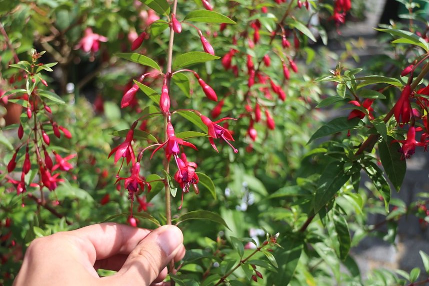 4. Fuchsienschau in der Nordh&auml;user Traditionsbrennerei