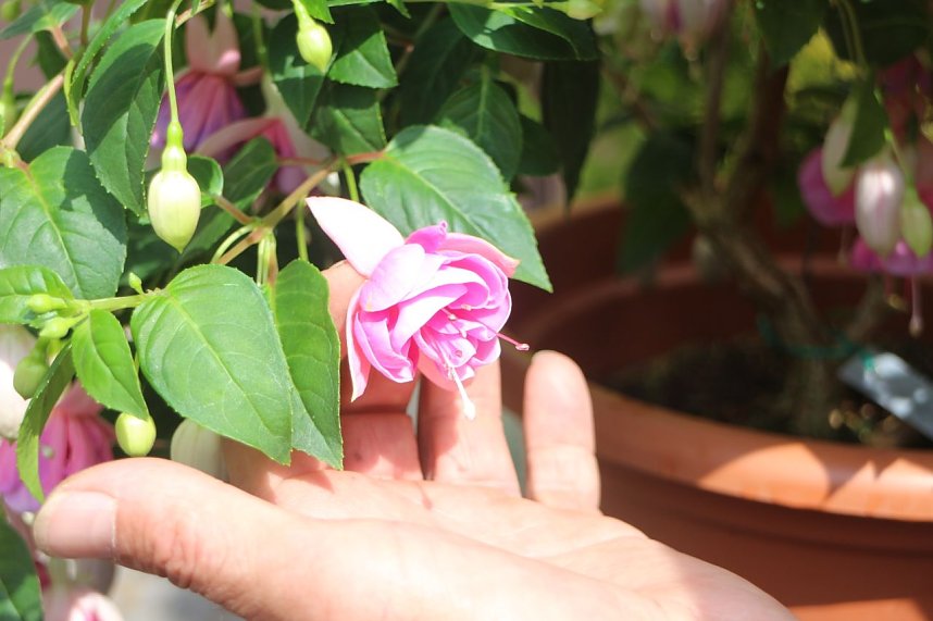 4. Fuchsienschau in der Nordh&auml;user Traditionsbrennerei